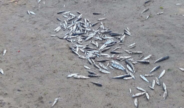 Side’de balık ölümleri