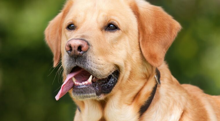 Köpeğinizi gezdirirken keneye karşı önlem alın!